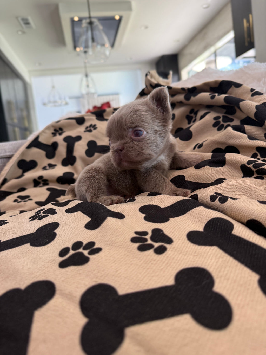 Isabella Boy (RESERVED)