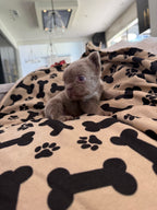 Isabella Boy (RESERVED)