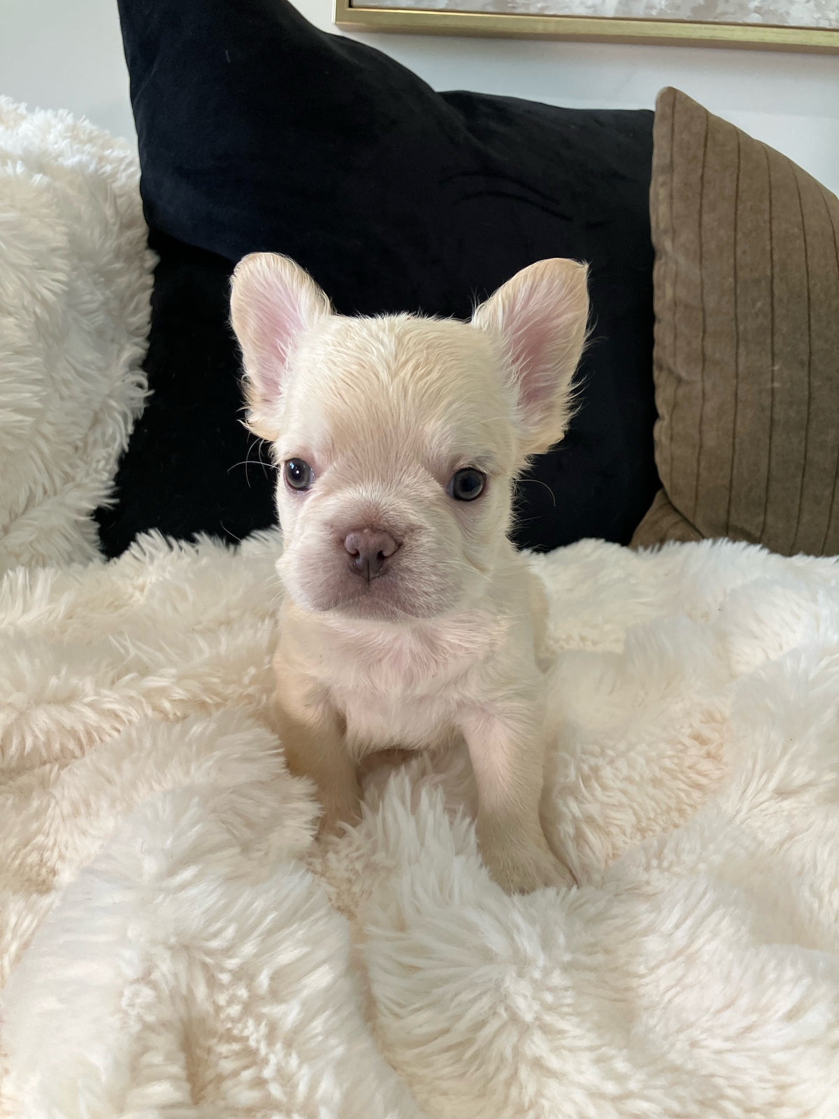 Dexter
