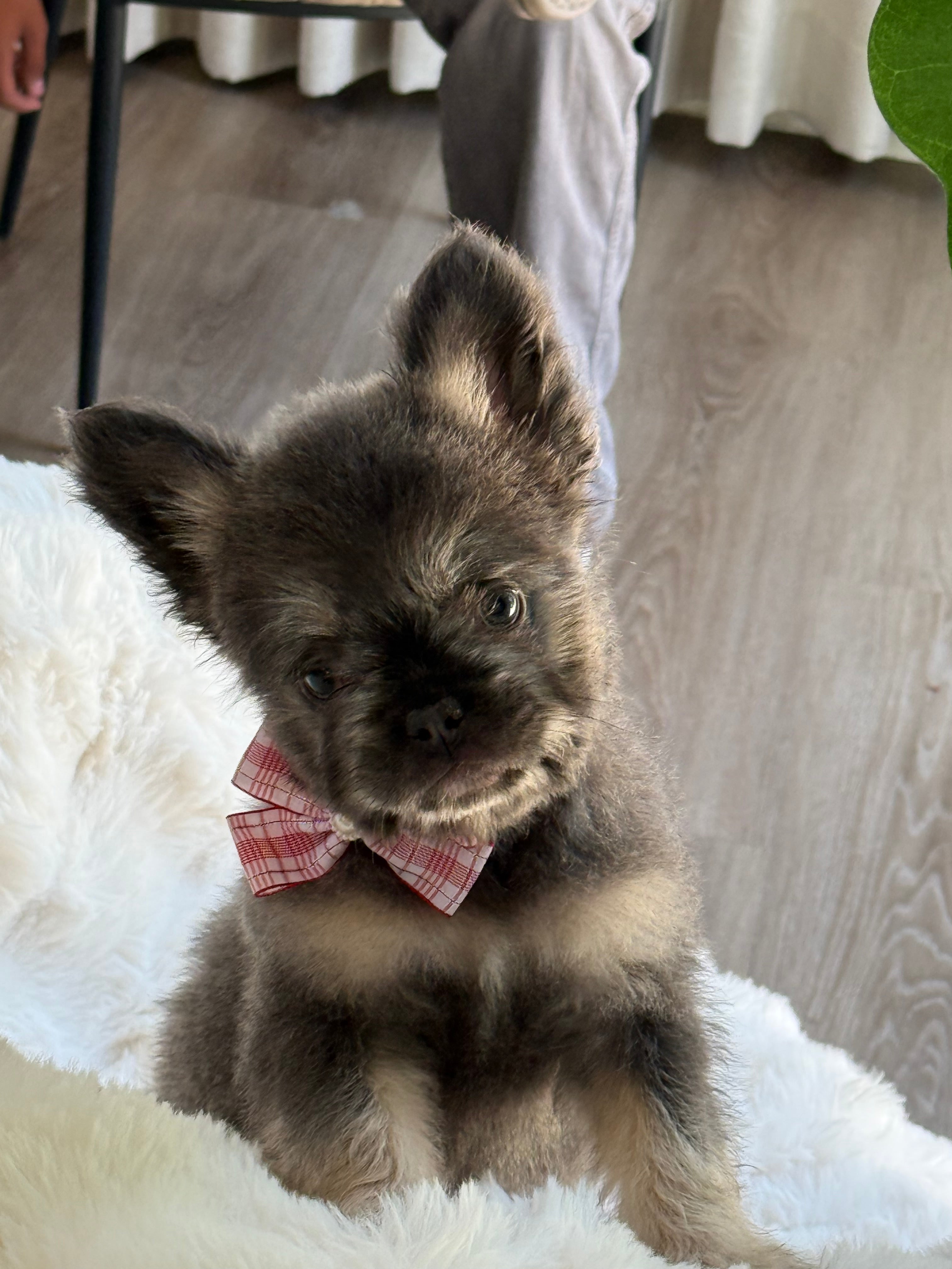 Suki Female Teddy Bear coat