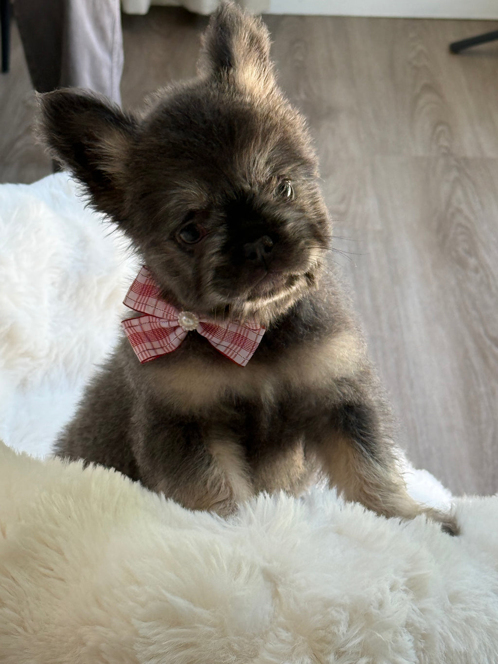 Suki Female Teddy Bear coat
