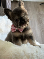 Suki Female Teddy Bear coat