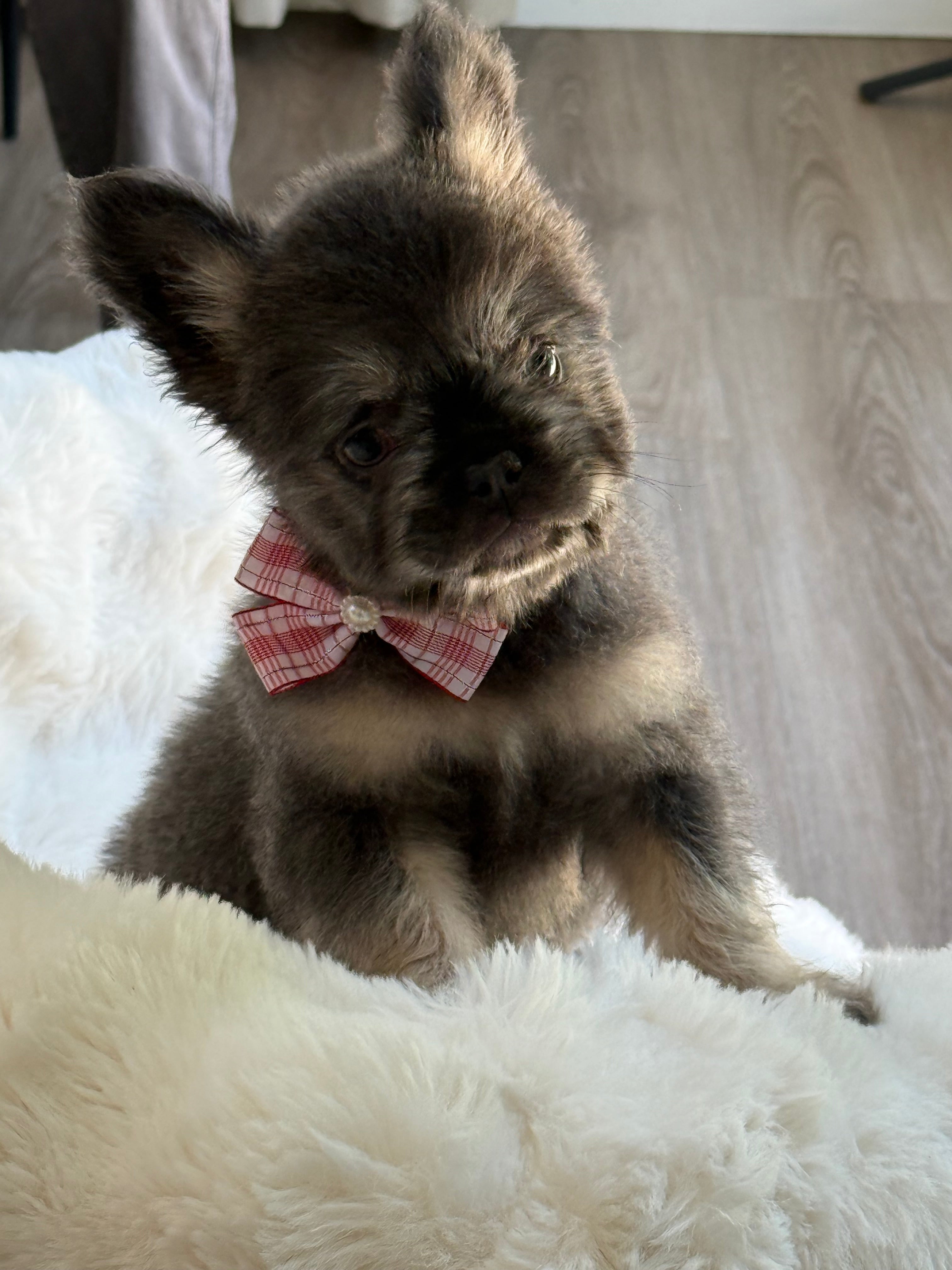 Suki Female Teddy Bear coat