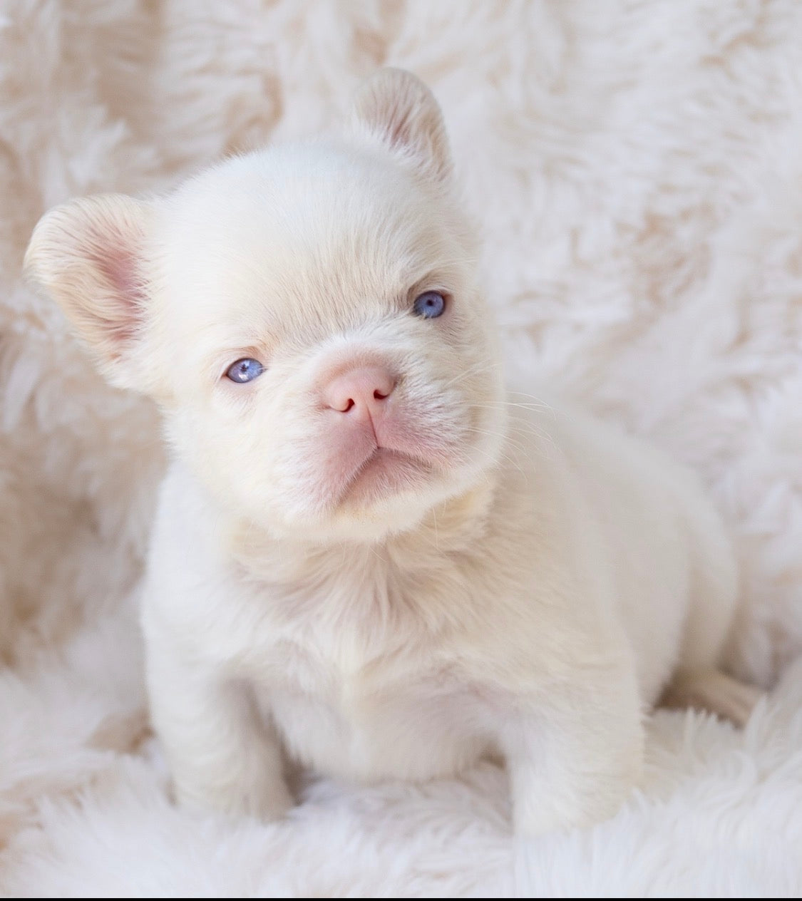 Pinkerton Albino fluffy male