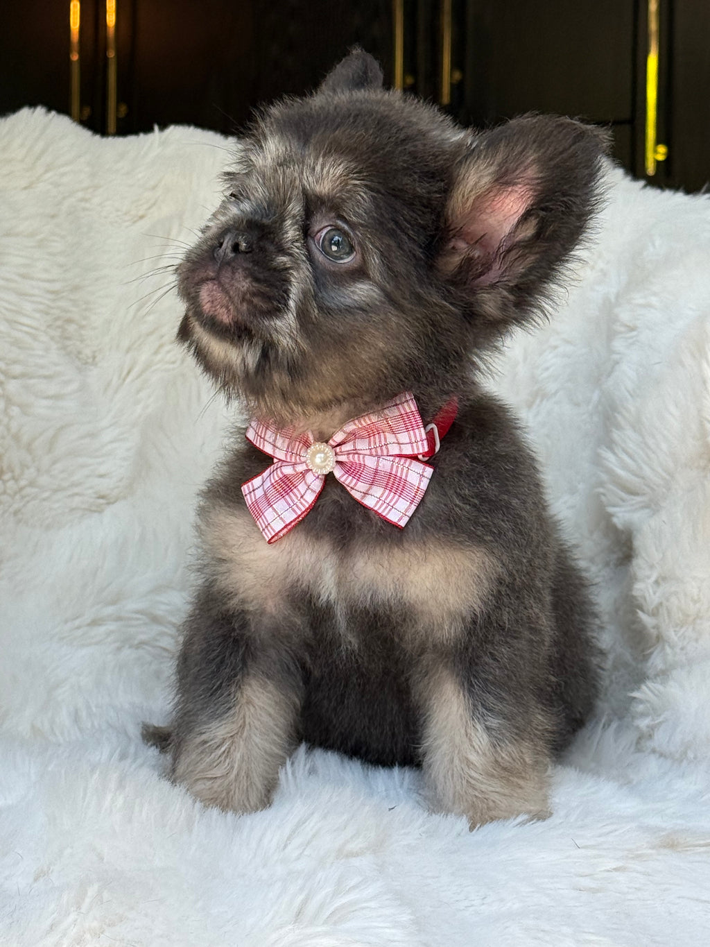 Suki Female Teddy Bear coat