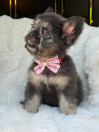 Suki Female Teddy Bear coat