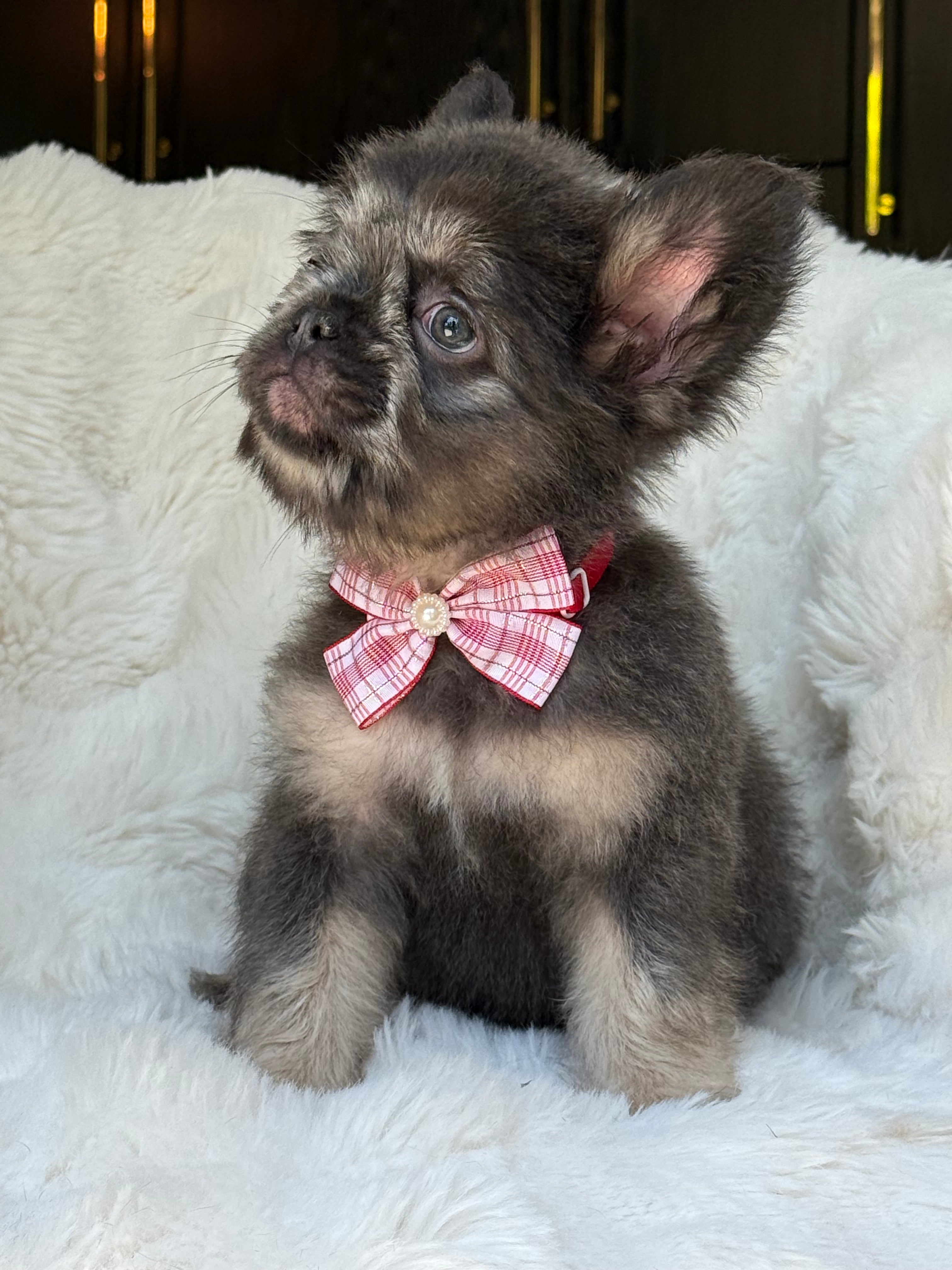 Suki Female Teddy Bear coat