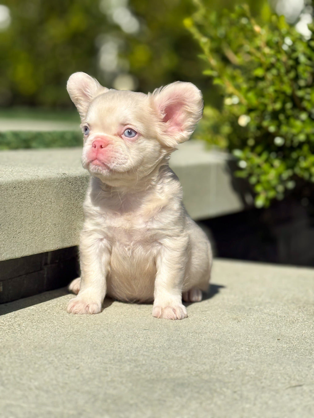 MAVIS Pink Fluffy Frenchie