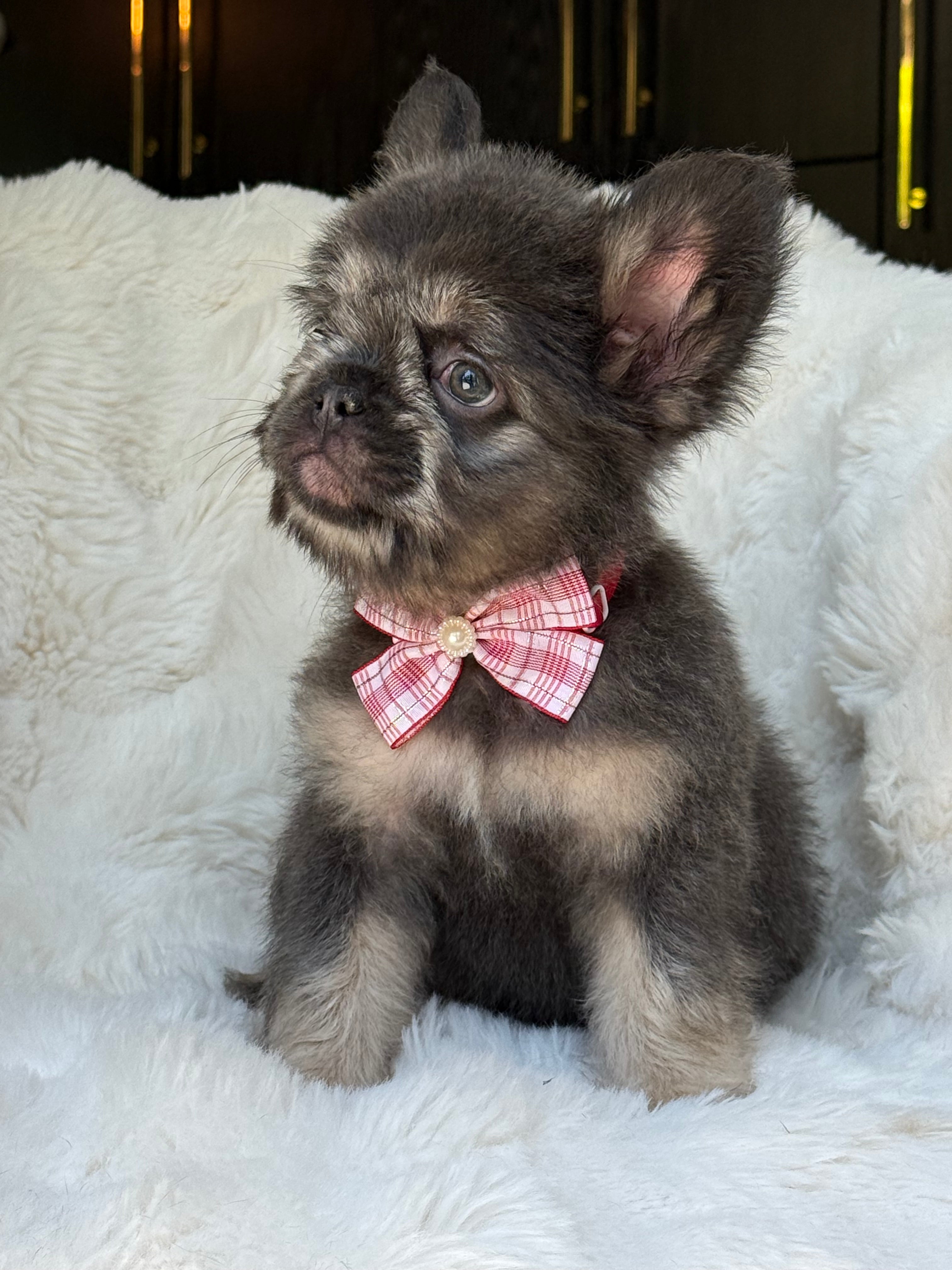 Suki Female Teddy Bear coat