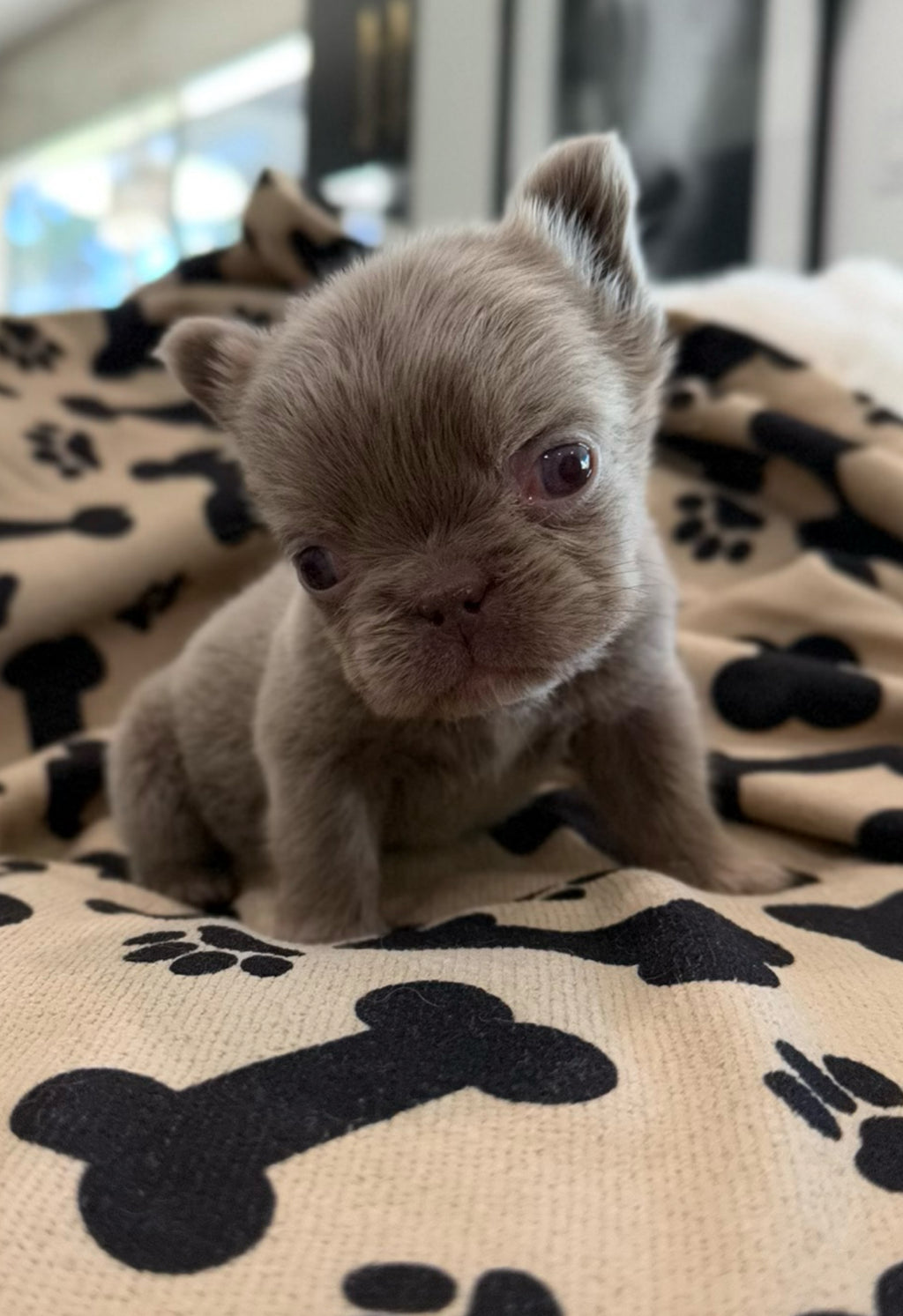 Isabella Boy (RESERVED)