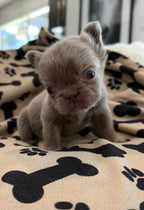 Isabella Boy (RESERVED)