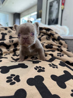 Isabella Boy (RESERVED)