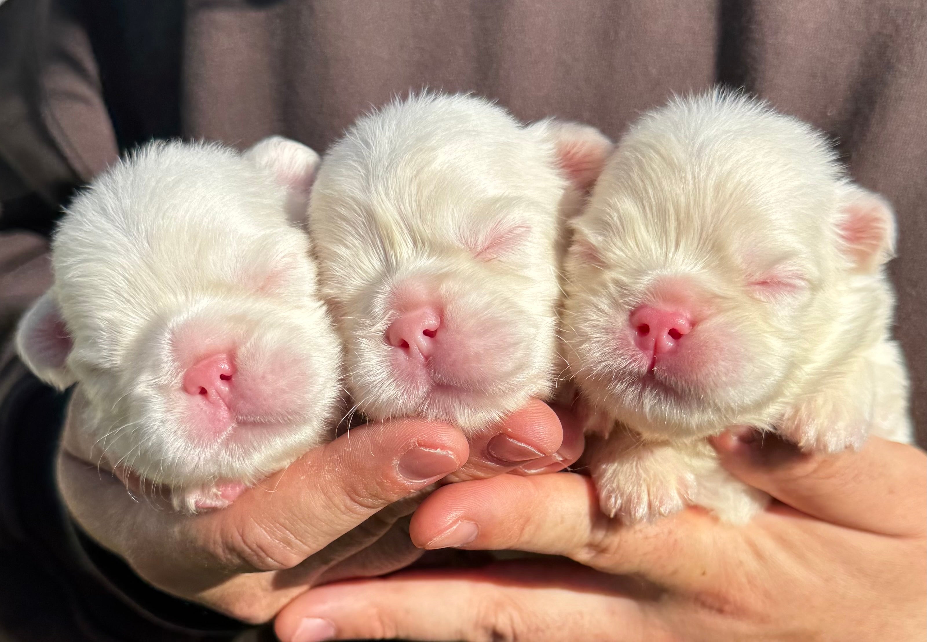 Pink Fluffy Frenchie Boys