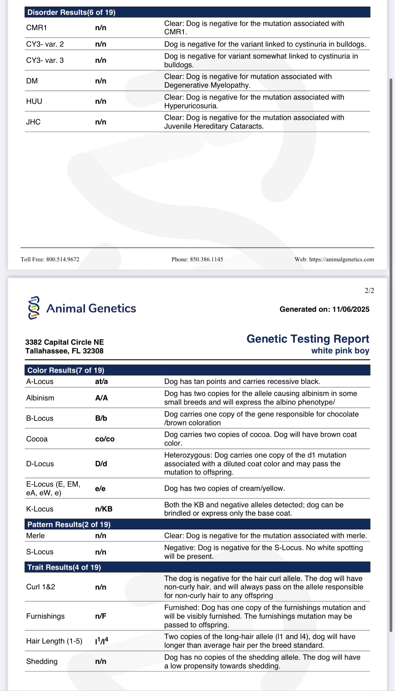 MAVIS Pink Fluffy Frenchie